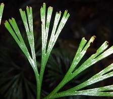 Grass Fern (Schizaea dichotoma) photo